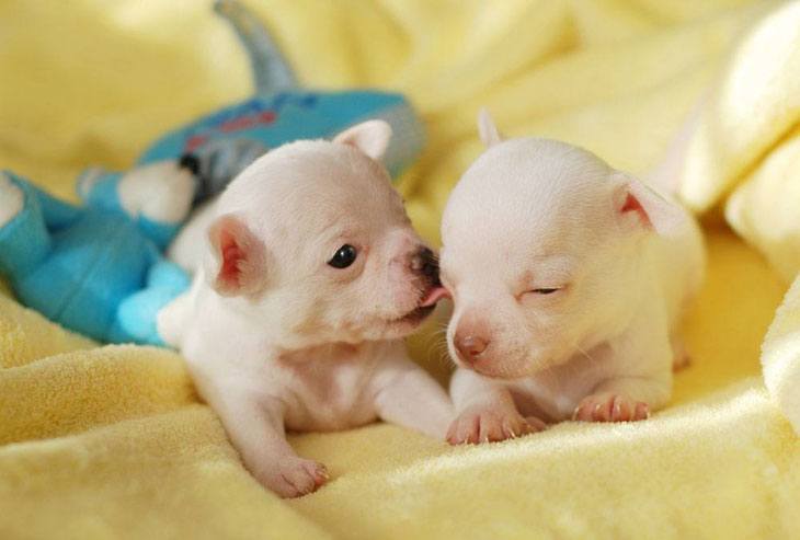 Chihuahua puppies looking for cute dog names