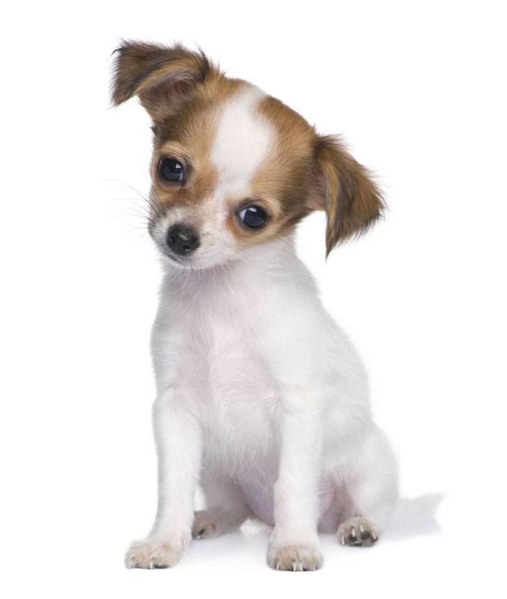 Chihuahua puppy is watching you watching him