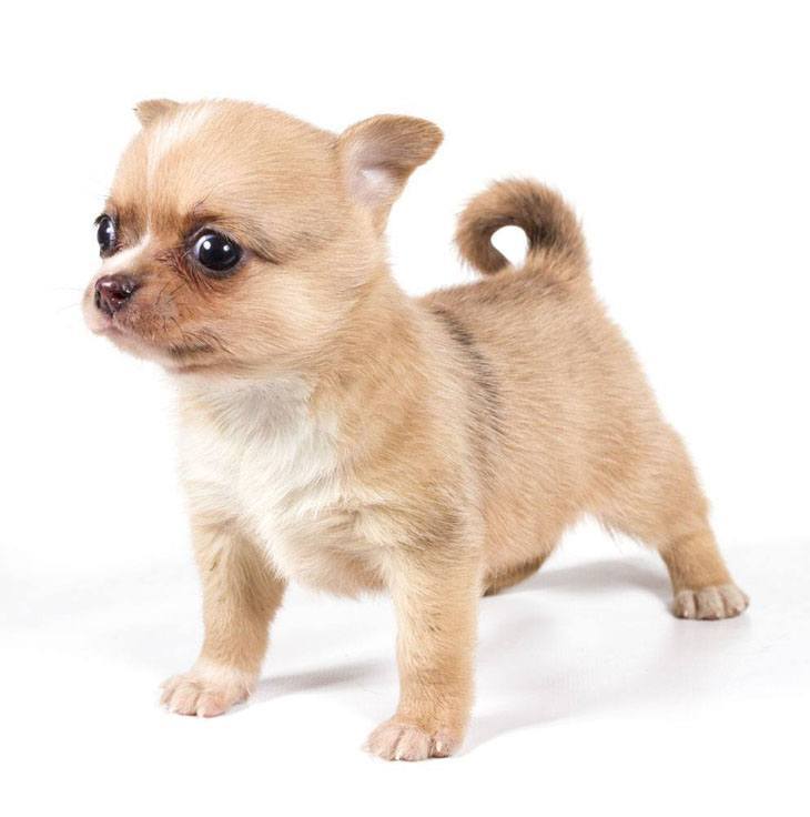 Chihuahua puppy cuteness