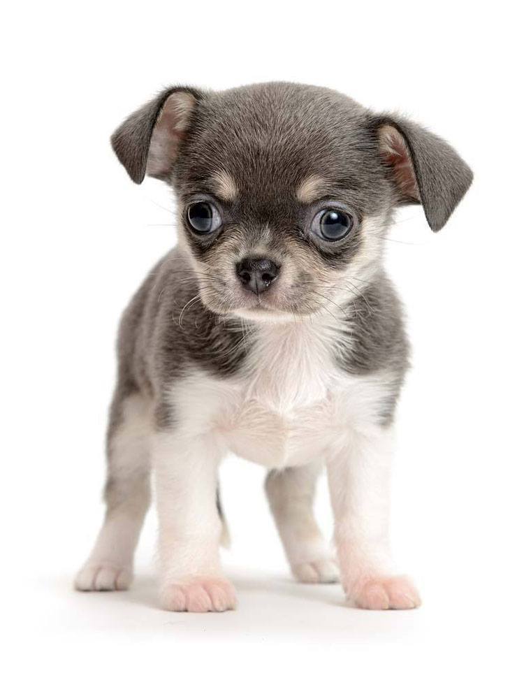 Big eyed Chihuahua puppy