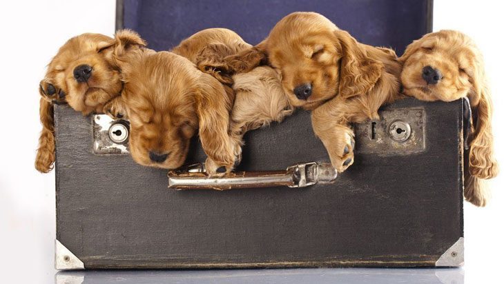 Puppy family naptime