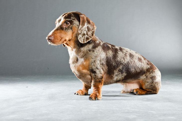 A dapple Dachshund