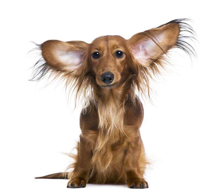 Dachshund puppy can hear your thoughts
