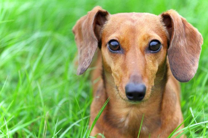 Dachshund stare down