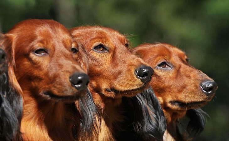 Dachshund family portrait