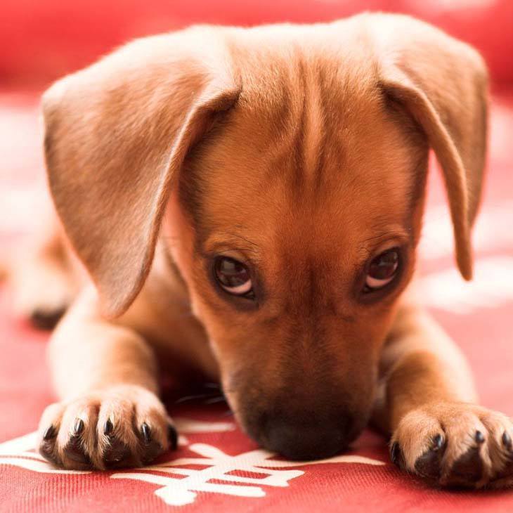 Curious Dachshund puppy