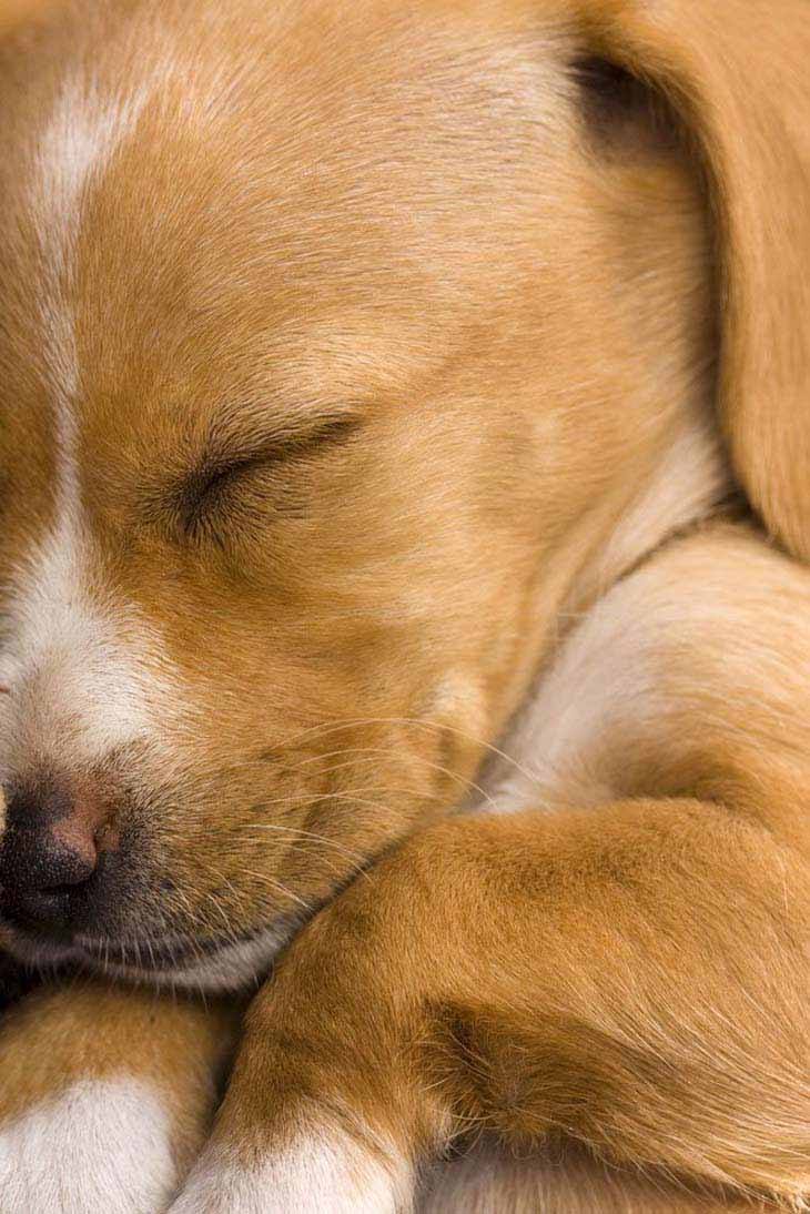 Beautiful puppy taking a nap