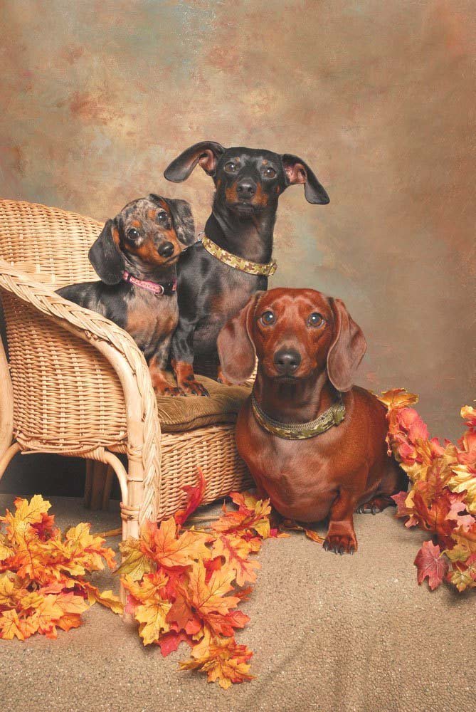 Happy Dachshund family