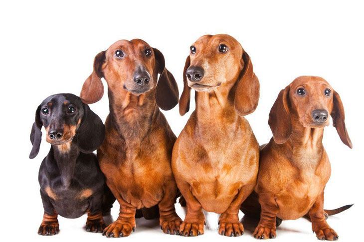 Dachshund posse