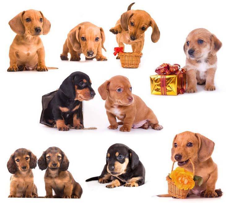 Montage of cute Dachshunds