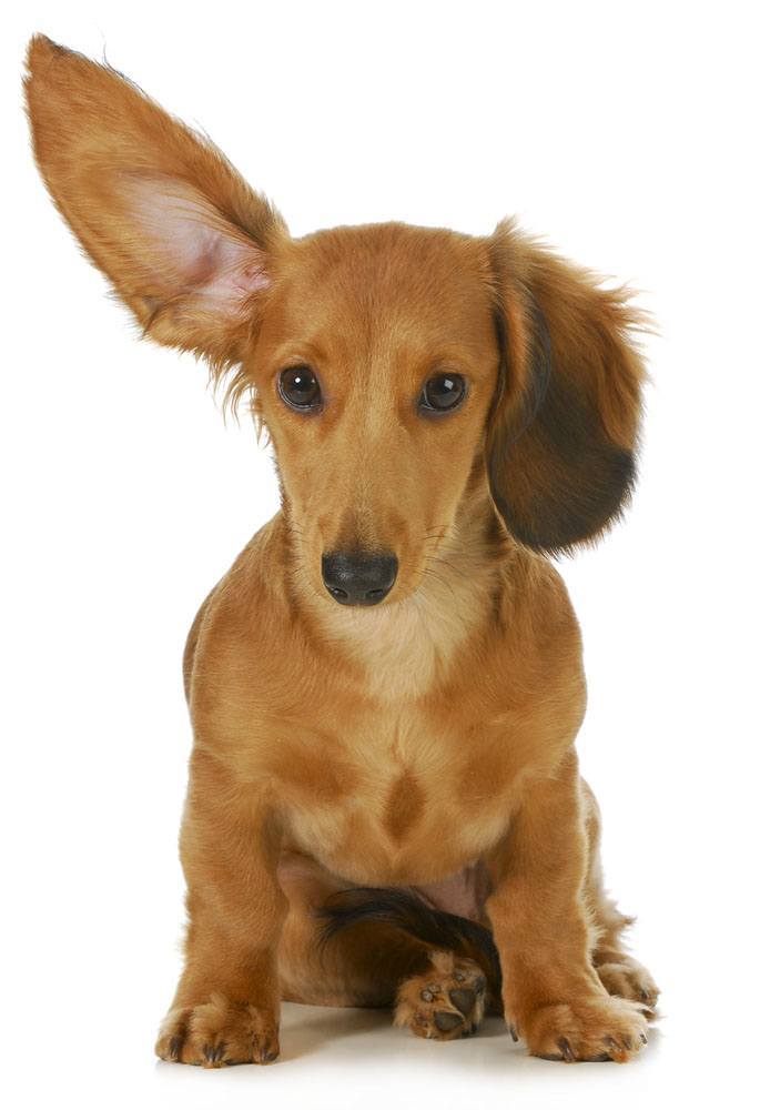 Long haired Dachshund pointing the way to the cat