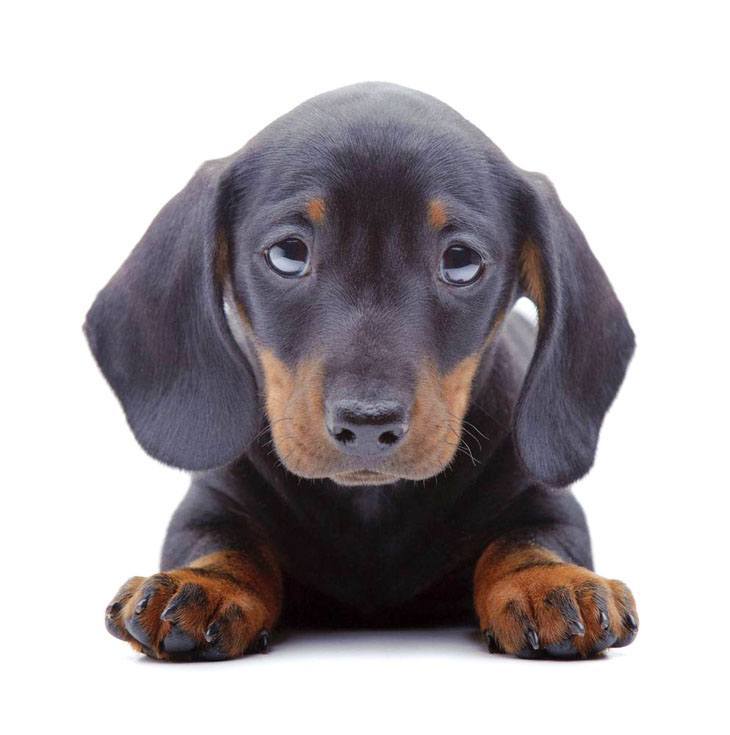 Dachshund puppy with big beautiful eyes