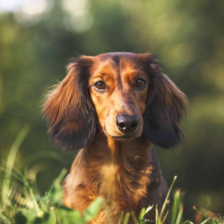 Dachshund looking for Honey Badgers