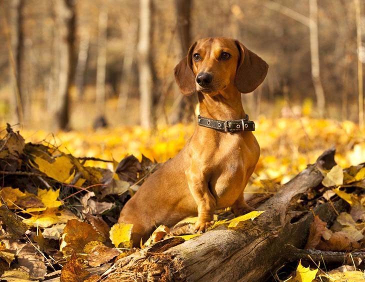 Dachshund enjoying the fall time