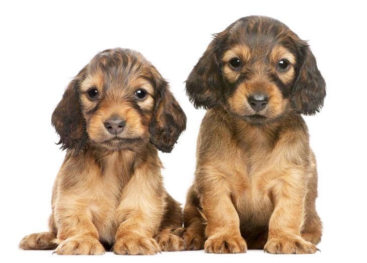 Dachshund puppies just being cute