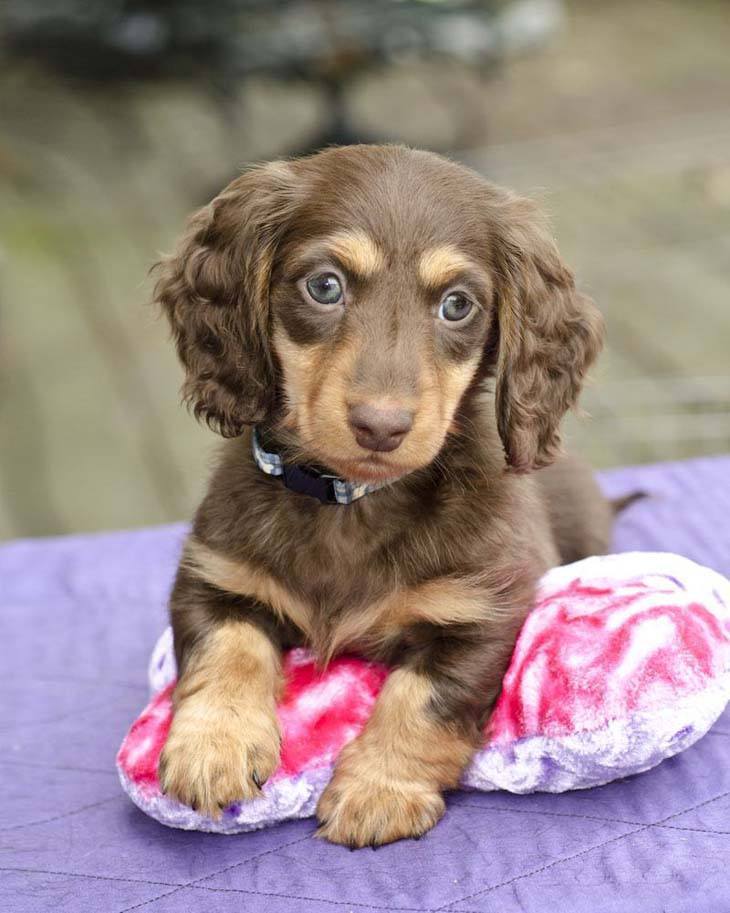 Cocker Spaniel puppy looking cute