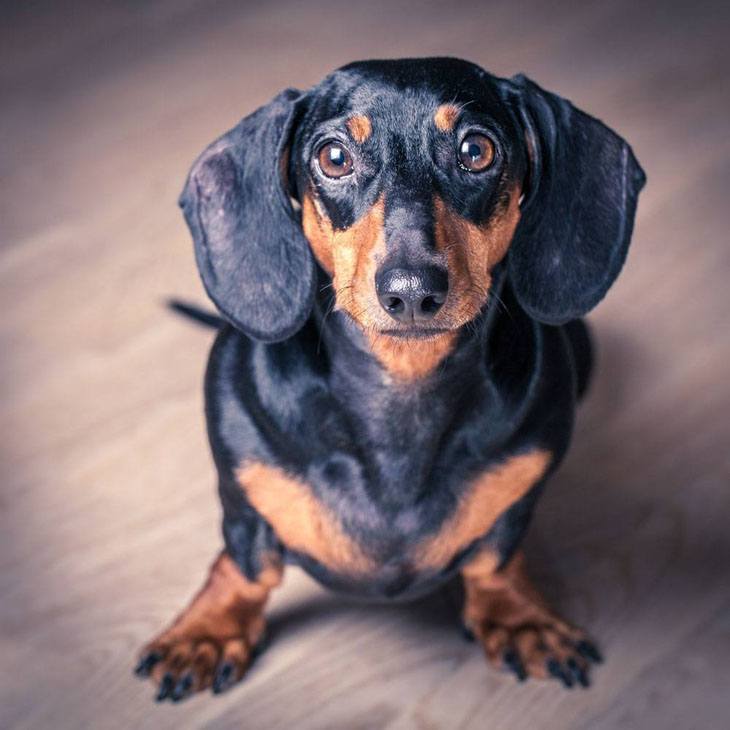 Dachshund stare down