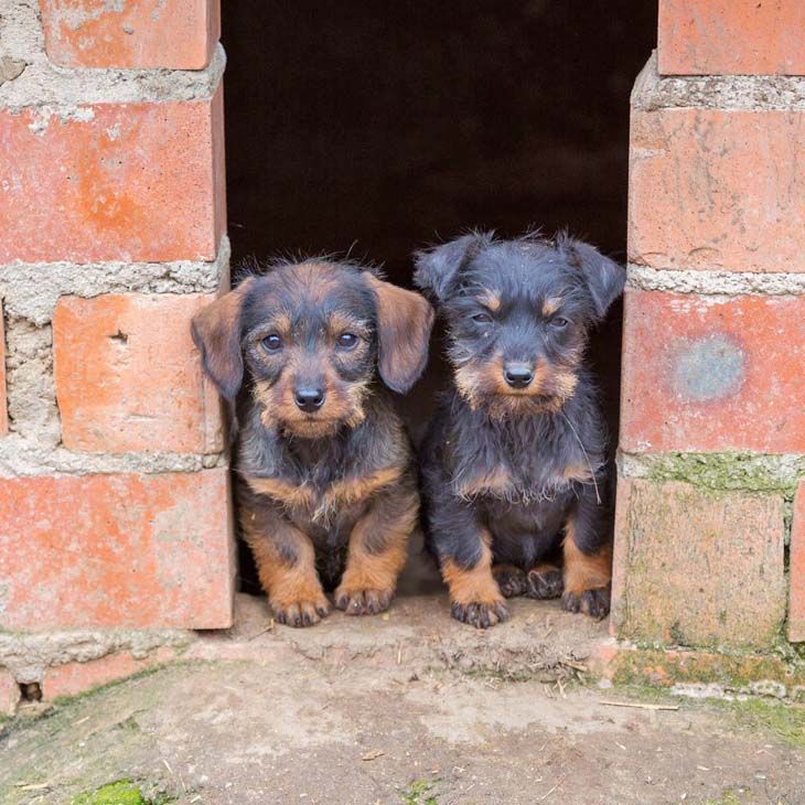 Dachshund puppies in doorway