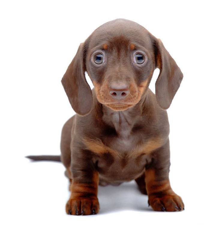 Dachshund puppy with big eyes