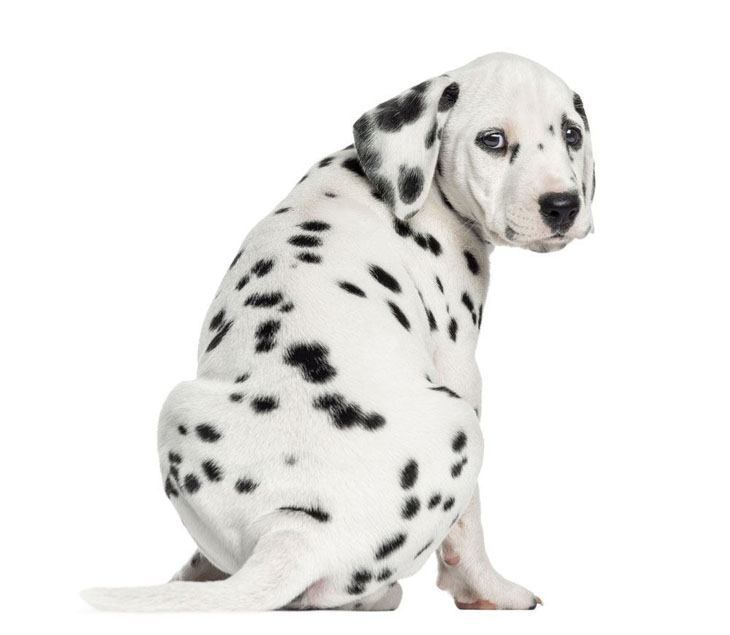Dalmation puppy showing off it's spots