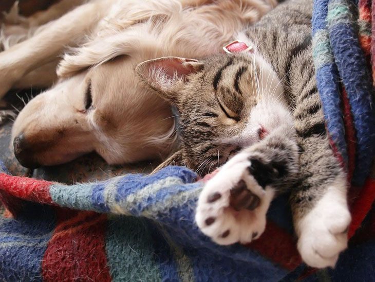 Puppy with kitty pal taking a nap