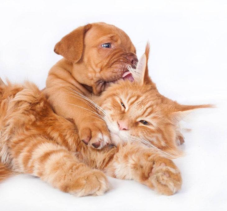 Puppy and kitty having fun