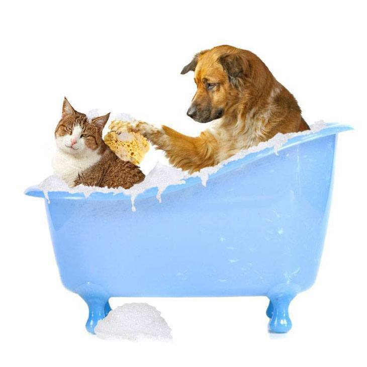 Dog giving cat a bath