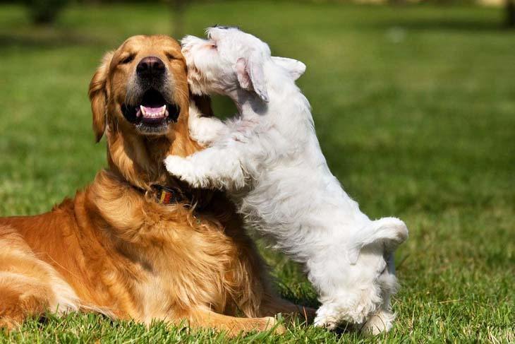 Dogs sharing secrets