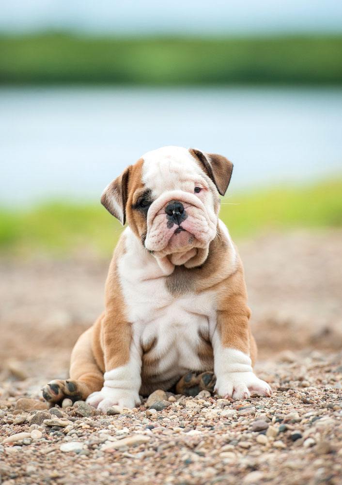 Lonely Bulldog puppy looking sad