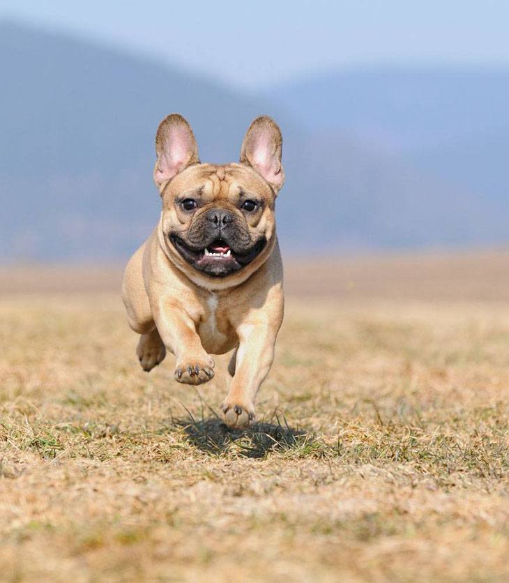 Bulldog chasing after who knows what?