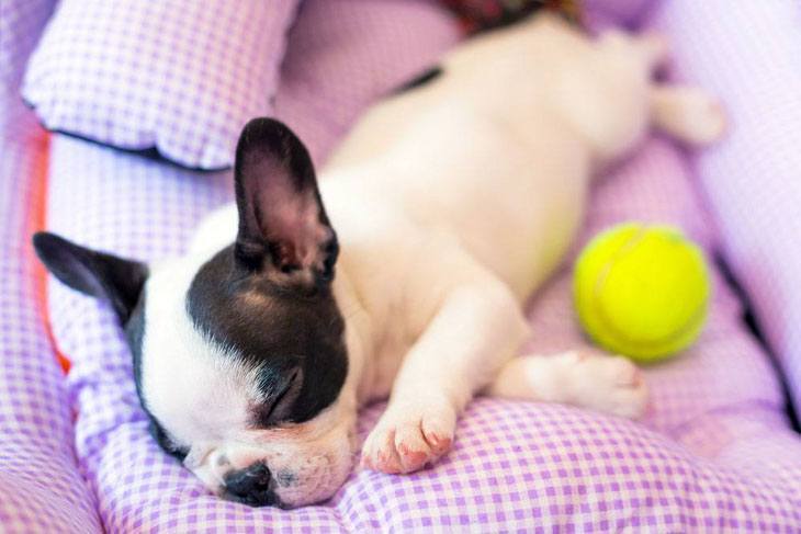 French Bulldog naptime