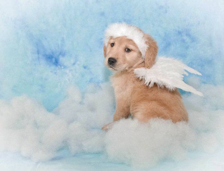 Heavenly cute Golden Retriever puppy