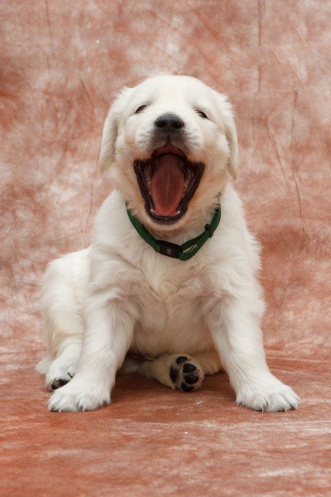Yawning Labrador Retriever puppy