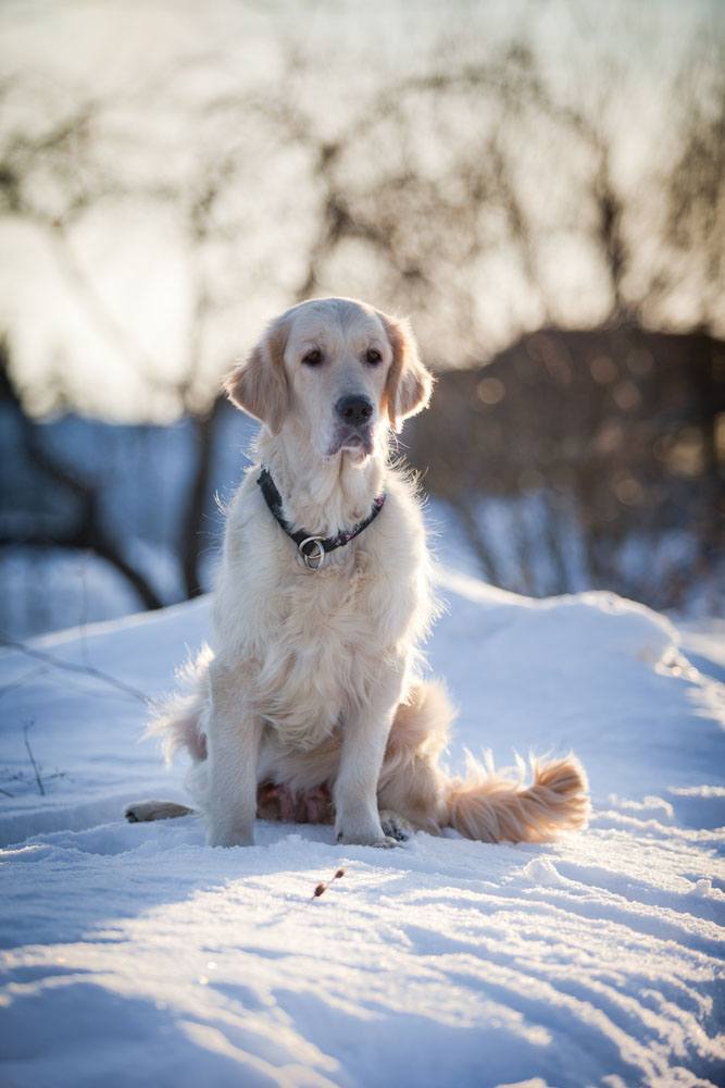 Golden Retriever in the snow