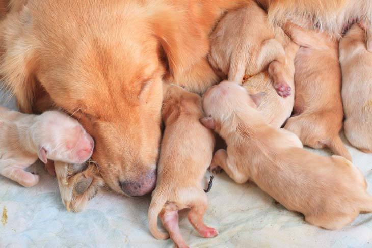 Golden Retriever puppy litter