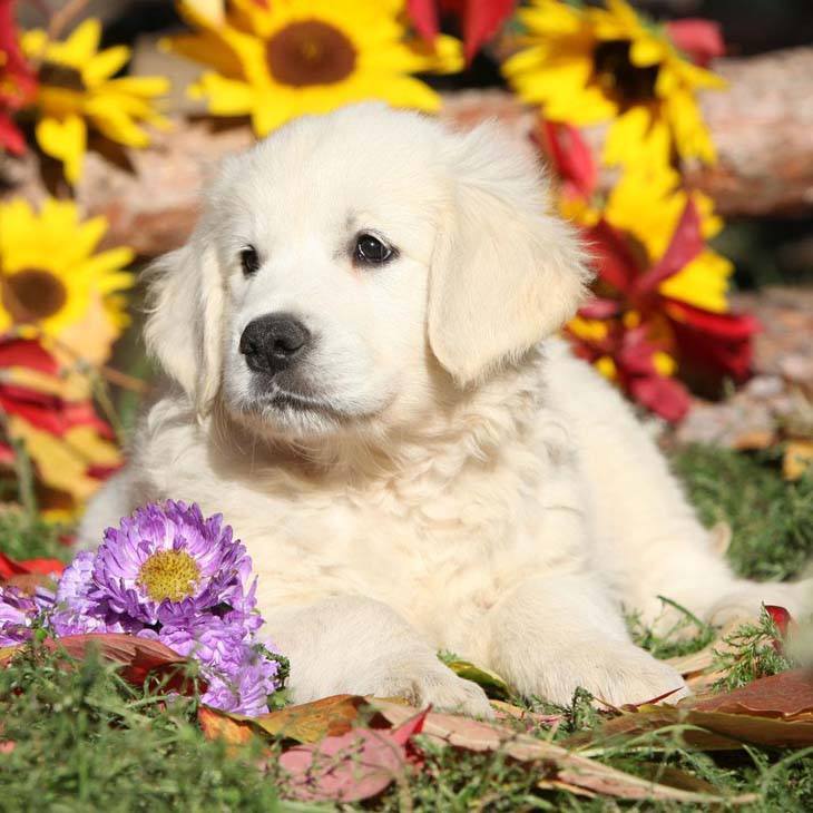 Young Golden Retriever loving nature