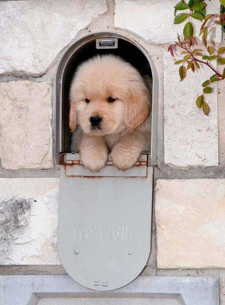 Golden Retriever puppy special delivery