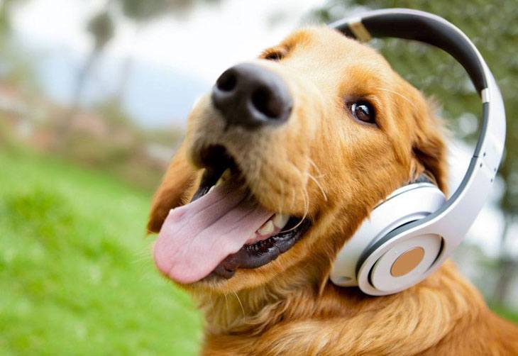 Golden Retriever enjoying music