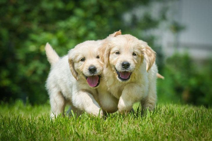 Golden Retriever puppies having fun