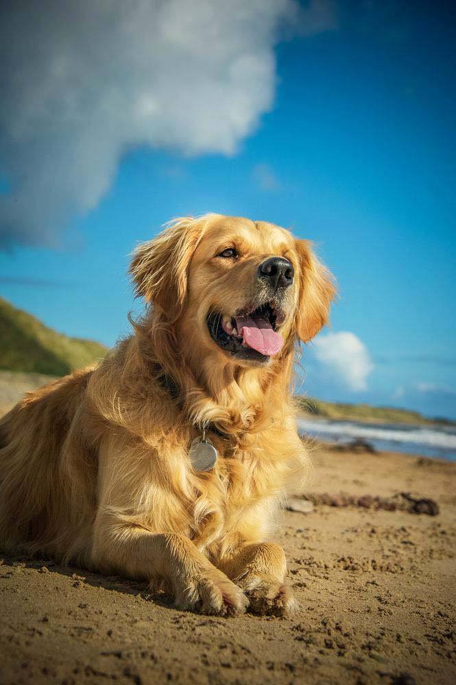 Golden Retriever loving the beach