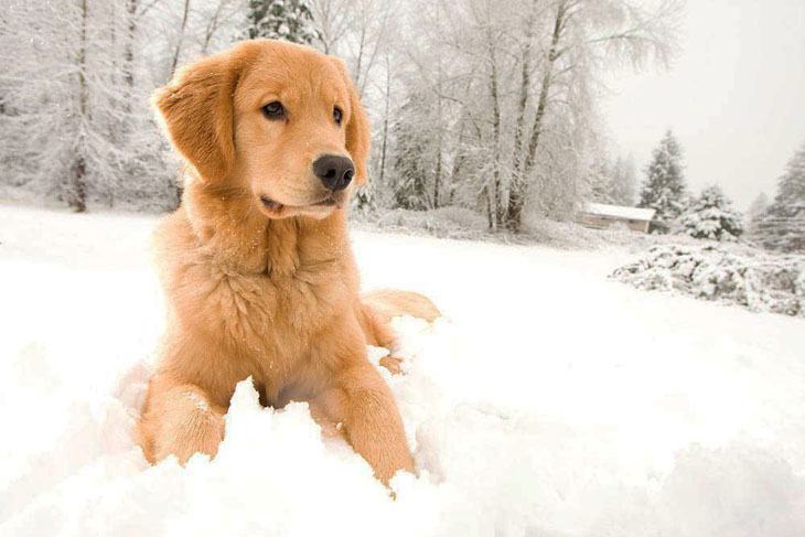 Golden Retriever loving the snow