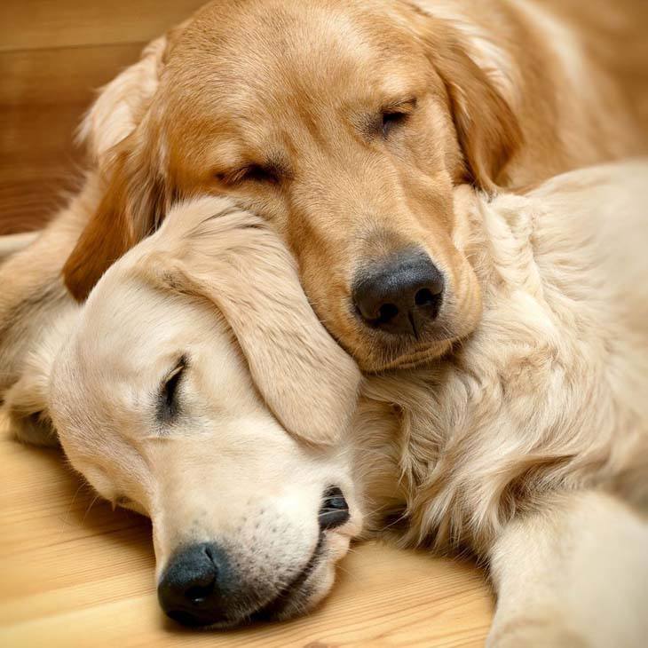 Golden Retriever nap time