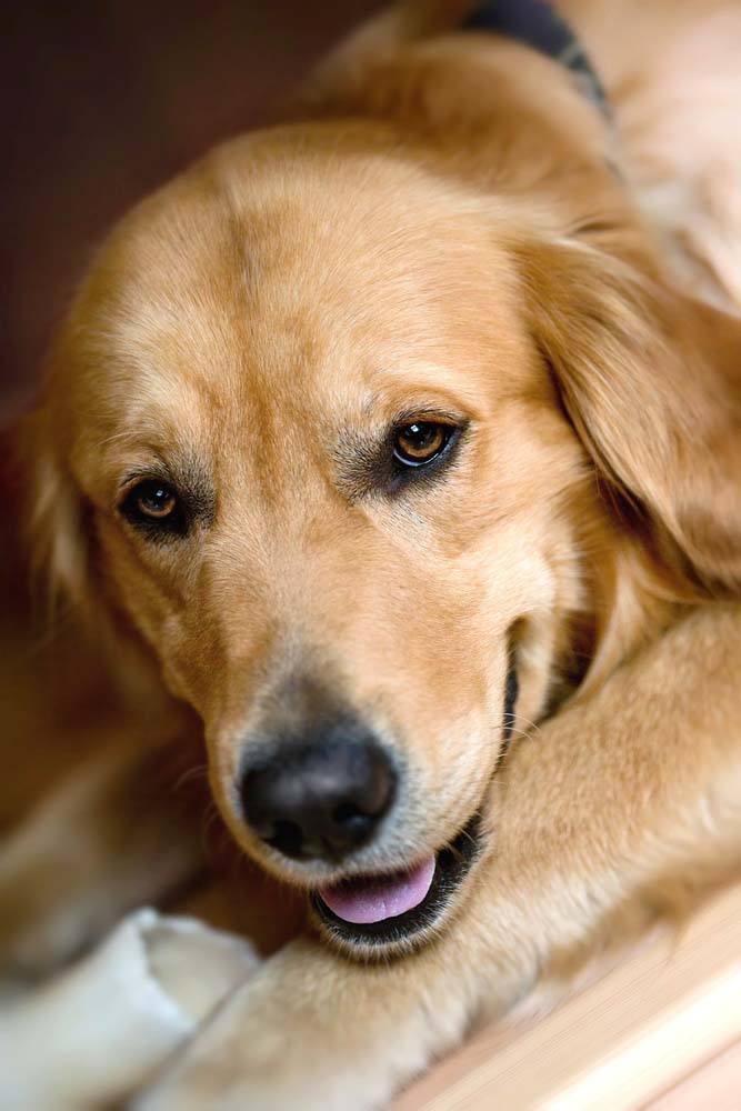 Golden Retriever hoping to get outside soon