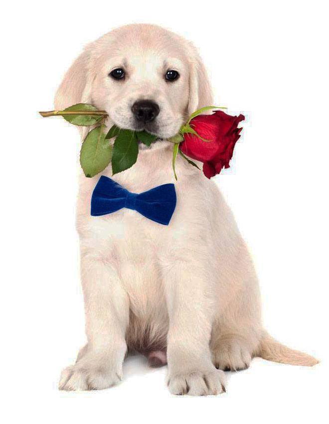 Romantic puppy