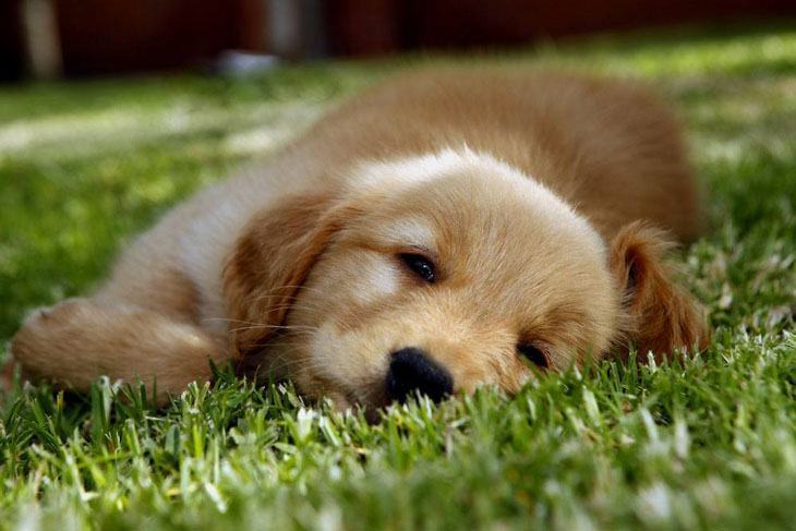 Golden Retriever enjoying the summertime