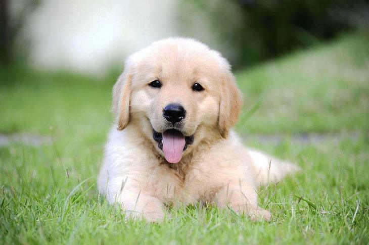 Happy Golden Retriever puppy