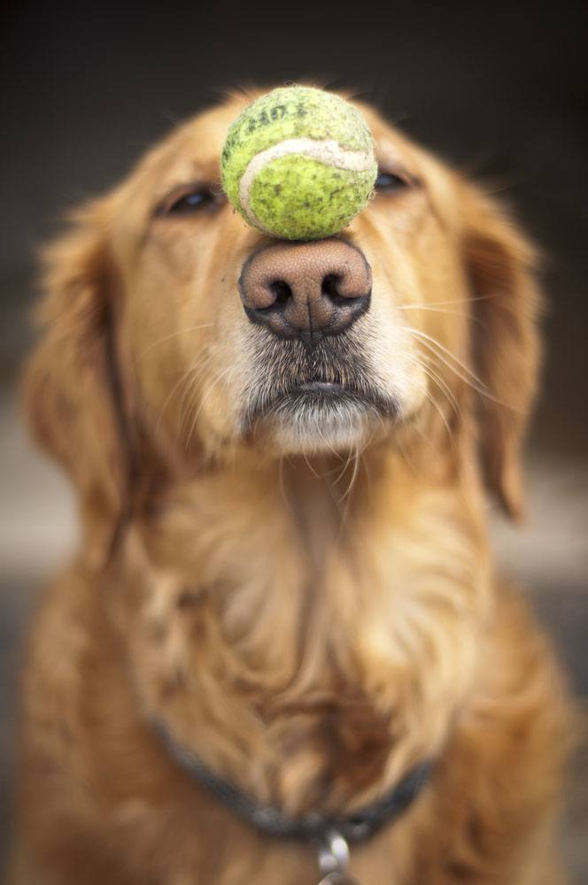 Golden Retriever balancing his beloved tennis ball