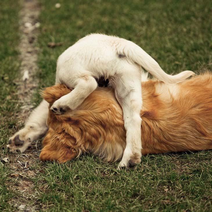 Puppy wrestling and getting stuck