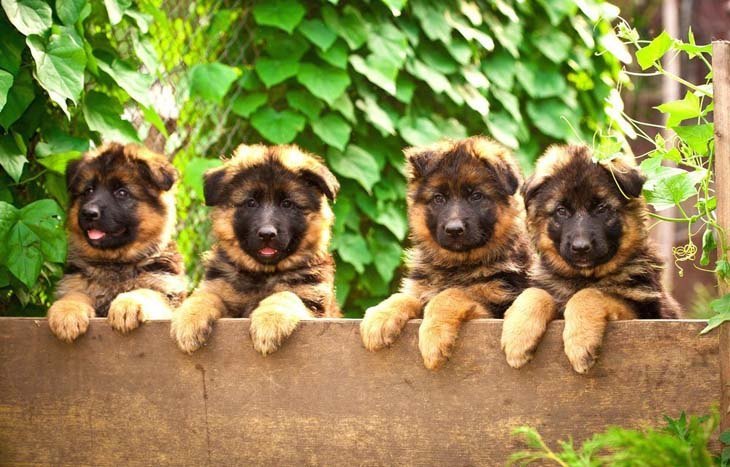 German Shepherd puppies ready to jump the fence