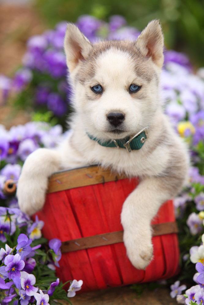 Husky puppy that loves nature